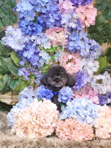 20250626ラテちゃん